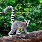 Visiter Madagascar en 10 jours - Découvrir les merveilles de l'île Visiter Madagascar en 10 jours Lémurien