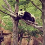 Plus Beau Zoo du Monde: Top 5 des Zoos en 2025 Zoo Beauval -panda