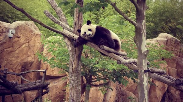 Zoo Beauval -panda