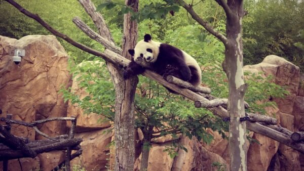 Zoo Beauval -panda