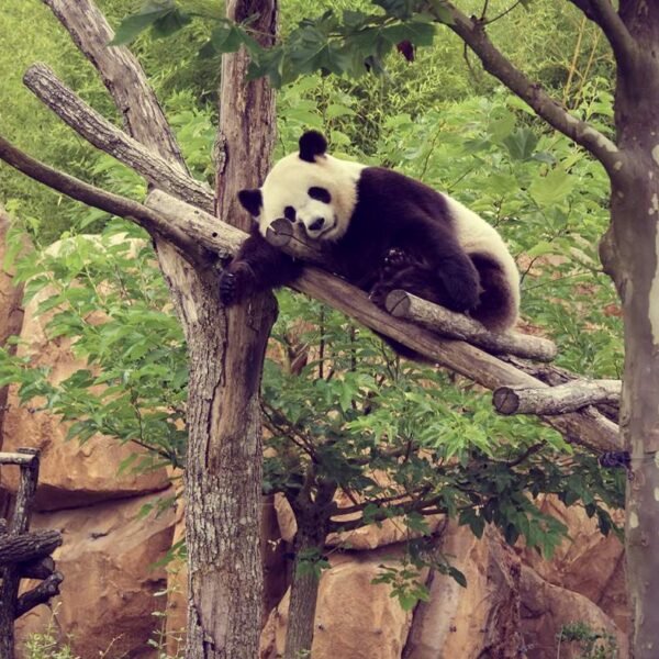 Zoo Beauval -panda