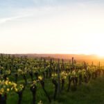 Tour des Vignobles de Dordogne : vins de Montbazillac et Bergerac, visites de cave et dégustation vignobles de dordogne vin montbazillac