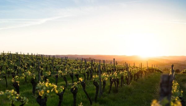 vignobles de dordogne vin montbazillac