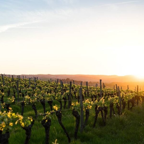 vignobles de dordogne vin montbazillac