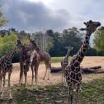 Plus grand zoo de France – Notre top 5 illustration de recette girafe zoo beauval