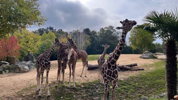 illustration de recette girafe zoo beauval