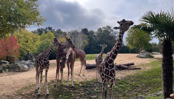 illustration de recette girafe zoo beauval