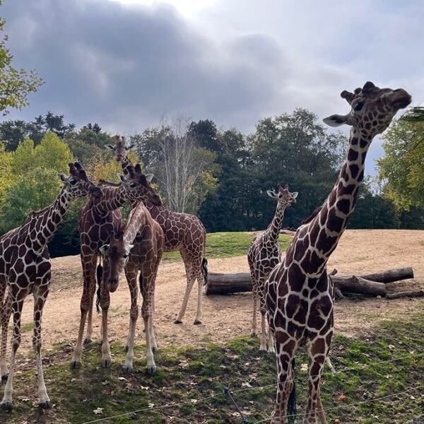 illustration de recette girafe zoo beauval