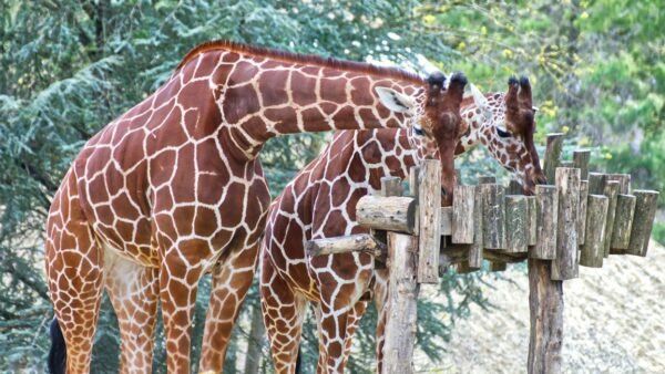 zoo beauval actualités