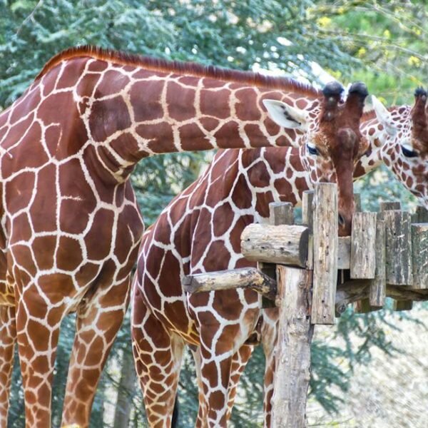 zoo beauval actualités