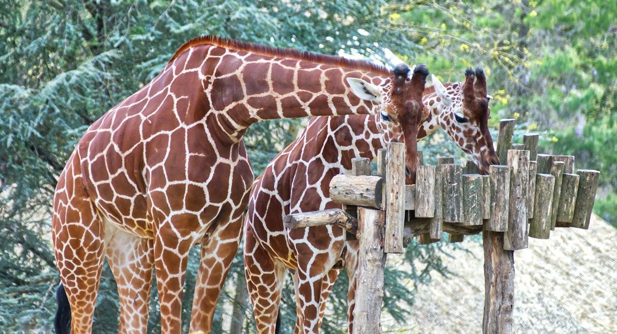 zoo beauval actualités