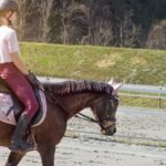 Organiser un projet pédagogique sur le thème de l'équitation projet pédagogique équitation