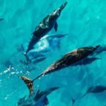 dauphins martinique