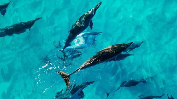 dauphins martinique