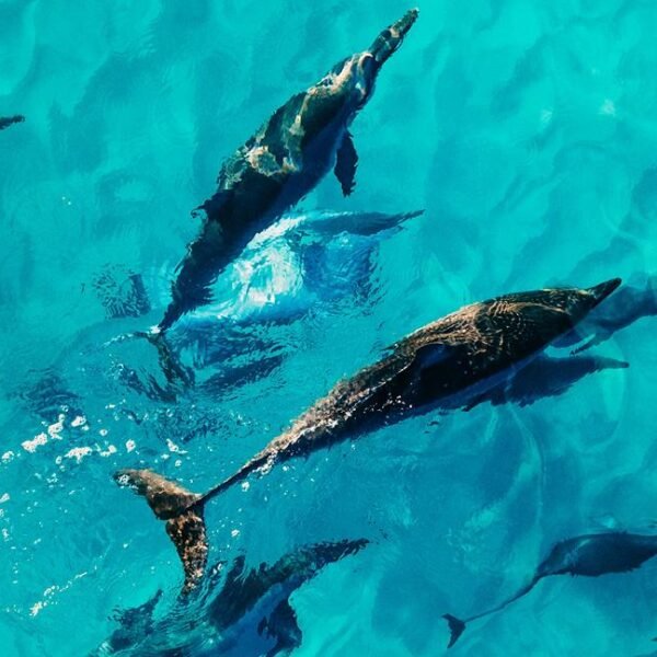 dauphins martinique