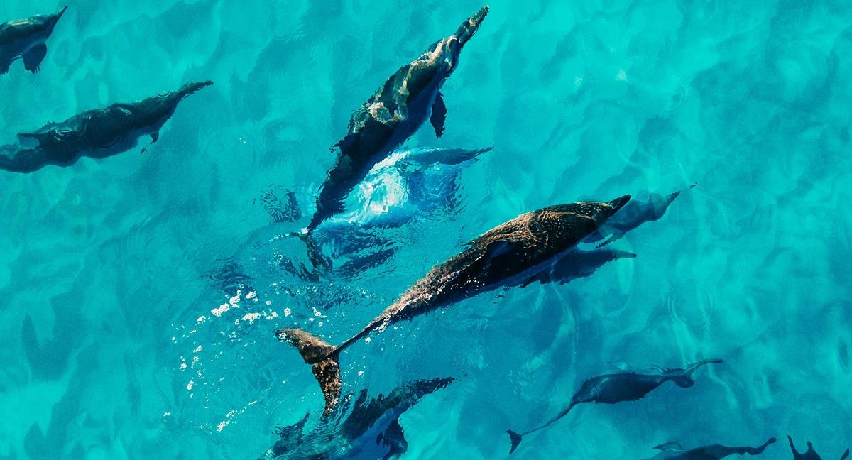 dauphins martinique
