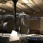 Plongez dans l’ère jurassique : 5 destinations phares pour voir des squelettes de dinosaures musée dinosaure