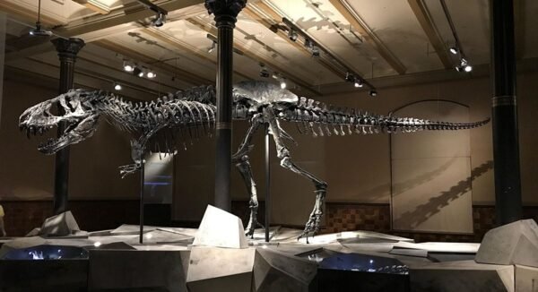 musée dinosaure