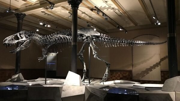 musée dinosaure