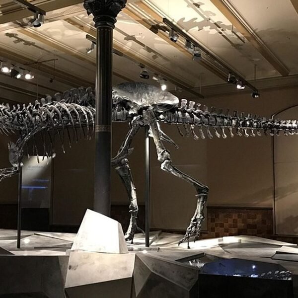 musée dinosaure
