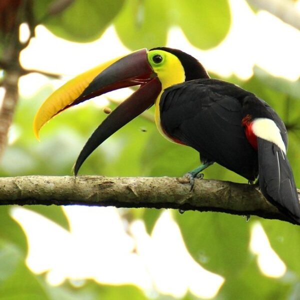 voyage costa rica