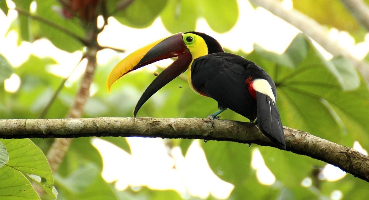 voyage costa rica